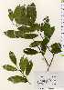  ( - TW023313)  @11 [ ] Copyright (2021) Unspecified Forestry and Forest Products Research Institute