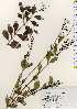  (Ligustrum liukiuense - TW023314)  @11 [ ] Copyright (2021) Unspecified Forestry and Forest Products Research Institute