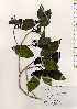  ( - TW023316)  @11 [ ] Copyright (2021) Unspecified Forestry and Forest Products Research Institute