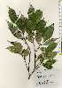  ( - TW023319)  @11 [ ] Copyright (2021) Unspecified Forestry and Forest Products Research Institute
