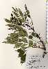  ( - TW023322)  @11 [ ] Copyright (2021) Unspecified Forestry and Forest Products Research Institute