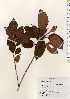  ( - TW023324)  @11 [ ] Copyright (2021) Unspecified Forestry and Forest Products Research Institute