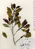  ( - TW023341)  @11 [ ] Copyright (2021) Unspecified Forestry and Forest Products Research Institute