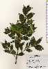  ( - TW023342)  @11 [ ] Copyright (2021) Unspecified Forestry and Forest Products Research Institute