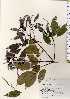  ( - TW023351)  @11 [ ] Copyright (2021) Unspecified Forestry and Forest Products Research Institute