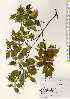  ( - TW023352)  @11 [ ] Copyright (2021) Unspecified Forestry and Forest Products Research Institute