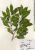  ( - TW023359)  @11 [ ] Copyright (2021) Unspecified Forestry and Forest Products Research Institute
