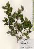  ( - TW023360)  @11 [ ] Copyright (2021) Unspecified Forestry and Forest Products Research Institute