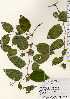  ( - TW023368)  @11 [ ] Copyright (2021) Unspecified Forestry and Forest Products Research Institute