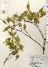  ( - TW023383)  @11 [ ] Copyright (2021) Unspecified Forestry and Forest Products Research Institute