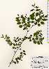  ( - TW023391)  @11 [ ] Copyright (2021) Unspecified Forestry and Forest Products Research Institute