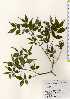  ( - TW023394)  @11 [ ] Copyright (2021) Unspecified Forestry and Forest Products Research Institute