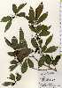  ( - TW023396)  @11 [ ] Copyright (2021) Unspecified Forestry and Forest Products Research Institute