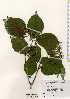  ( - TW023407)  @11 [ ] Copyright (2021) Unspecified Forestry and Forest Products Research Institute