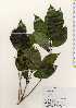  ( - TW023408)  @11 [ ] Copyright (2021) Unspecified Forestry and Forest Products Research Institute