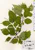  ( - TW023413)  @11 [ ] Copyright (2021) Unspecified Forestry and Forest Products Research Institute