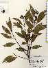  ( - TW023414)  @11 [ ] Copyright (2021) Unspecified Forestry and Forest Products Research Institute