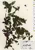  ( - TW023423)  @11 [ ] Copyright (2021) Unspecified Forestry and Forest Products Research Institute