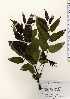  ( - TW023424)  @11 [ ] Copyright (2021) Unspecified Forestry and Forest Products Research Institute