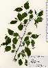  ( - TW023444)  @11 [ ] Copyright (2021) Unspecified Forestry and Forest Products Research Institute