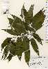  ( - TW023457)  @11 [ ] Copyright (2021) Unspecified Forestry and Forest Products Research Institute