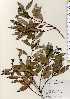  ( - TW023459)  @11 [ ] Copyright (2021) Unspecified Forestry and Forest Products Research Institute