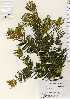  ( - TW023460)  @11 [ ] Copyright (2021) Unspecified Forestry and Forest Products Research Institute