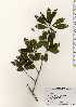  ( - TW023465)  @11 [ ] Copyright (2021) Unspecified Forestry and Forest Products Research Institute