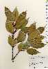  ( - TW023471)  @11 [ ] Copyright (2021) Unspecified Forestry and Forest Products Research Institute