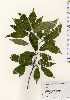  ( - TW023473)  @11 [ ] Copyright (2021) Unspecified Forestry and Forest Products Research Institute