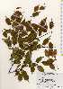  ( - TW023475)  @11 [ ] Copyright (2021) Unspecified Forestry and Forest Products Research Institute