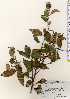  ( - TW023485)  @11 [ ] Copyright (2021) Unspecified Forestry and Forest Products Research Institute