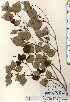  ( - TW023486)  @11 [ ] Copyright (2021) Unspecified Forestry and Forest Products Research Institute