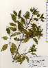  ( - TW023489)  @11 [ ] Copyright (2021) Unspecified Forestry and Forest Products Research Institute