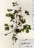  ( - TW023492)  @11 [ ] Copyright (2021) Unspecified Forestry and Forest Products Research Institute
