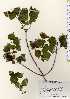  ( - TW023493)  @11 [ ] Copyright (2021) Unspecified Forestry and Forest Products Research Institute