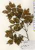  ( - TW023522)  @11 [ ] Copyright (2021) Unspecified Forestry and Forest Products Research Institute