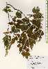  ( - TW023524)  @11 [ ] Copyright (2021) Unspecified Forestry and Forest Products Research Institute