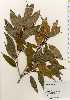  ( - TW023597)  @11 [ ] Copyright (2021) Unspecified Forestry and Forest Products Research Institute