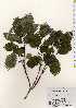  ( - TW023598)  @11 [ ] Copyright (2021) Unspecified Forestry and Forest Products Research Institute