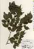  ( - TW023605)  @11 [ ] Copyright (2021) Unspecified Forestry and Forest Products Research Institute