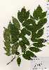  ( - TW023609)  @11 [ ] Copyright (2021) Unspecified Forestry and Forest Products Research Institute