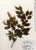  ( - TW023616)  @11 [ ] Copyright (2021) Unspecified Forestry and Forest Products Research Institute
