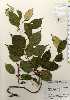  ( - TW023624)  @11 [ ] Copyright (2021) Unspecified Forestry and Forest Products Research Institute