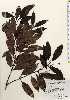  ( - TW023636)  @11 [ ] Copyright (2021) Unspecified Forestry and Forest Products Research Institute