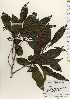  ( - TW023639)  @11 [ ] Copyright (2021) Unspecified Forestry and Forest Products Research Institute