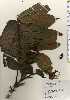  ( - TW023640)  @11 [ ] Copyright (2021) Unspecified Forestry and Forest Products Research Institute