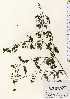  ( - TW023654)  @11 [ ] Copyright (2021) Unspecified Forestry and Forest Products Research Institute
