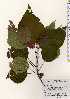  ( - TW023660)  @11 [ ] Copyright (2021) Unspecified Forestry and Forest Products Research Institute