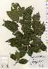  ( - TW023669)  @11 [ ] Copyright (2021) Unspecified Forestry and Forest Products Research Institute